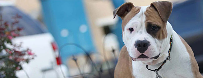 Animal Welfare League